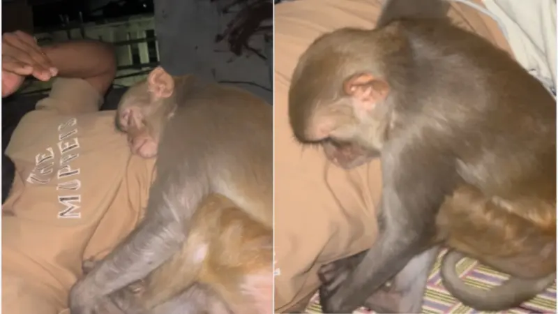 Viral Video: छत पर सो रहे युवक के सीने से लिपटकर सो गया बंदर, सोशल मीडिया पर छाया मजेदार वीडियो