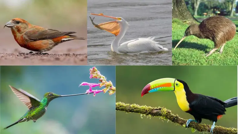 இயற்கையின் அற்புதம்: வேலைக்கேற்றபடி அலகு அமைந்திருக்கும் 5 அதிசயப் பறவைகள்!