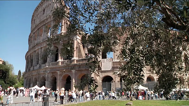 Olive harvesting at the Colosseum: a plantation in Roman ruins in the heart of the city