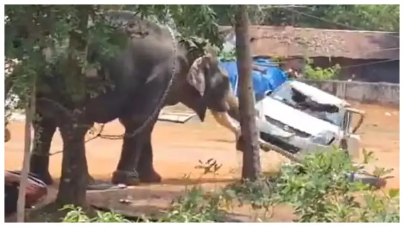 "கேரளாவில் பயங்கரம். மதம் பிடித்த யானை.. சிதறி ஓடிய மக்கள். ஆக்ரோஷமான யானை மிதித்து இளைஞர் பலி. நெஞ்சைப் பதறவைக்கும் வீடியோ".!!!