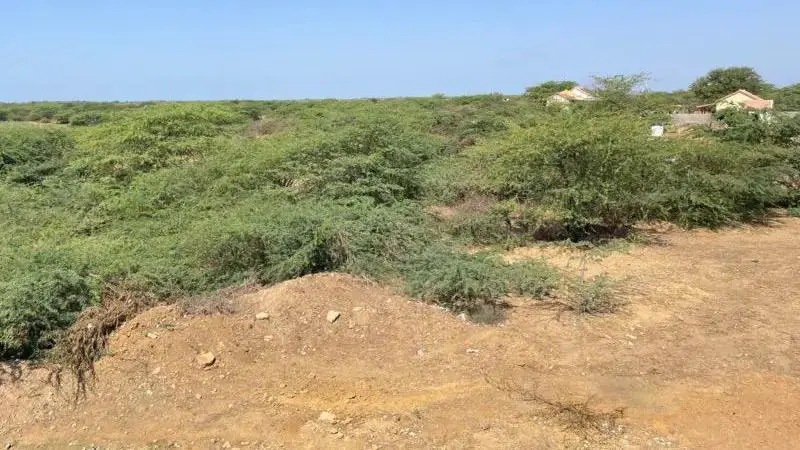 ગુજરાત : કચ્છમાં જમીનો પર કબજો કરી લેનાર ગાંડા બાવળમાંથી જહાજો માટે ઈંધણ કેવી રીતે બનશે