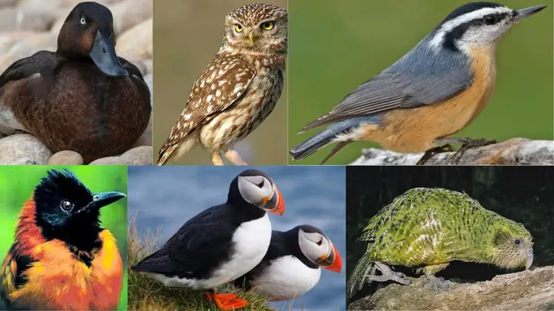 உலகின் விசித்திரமான 10 பறவைகள்: நீங்கள் அறியாத சில சுவாரஸ்ய தகவல்கள்!