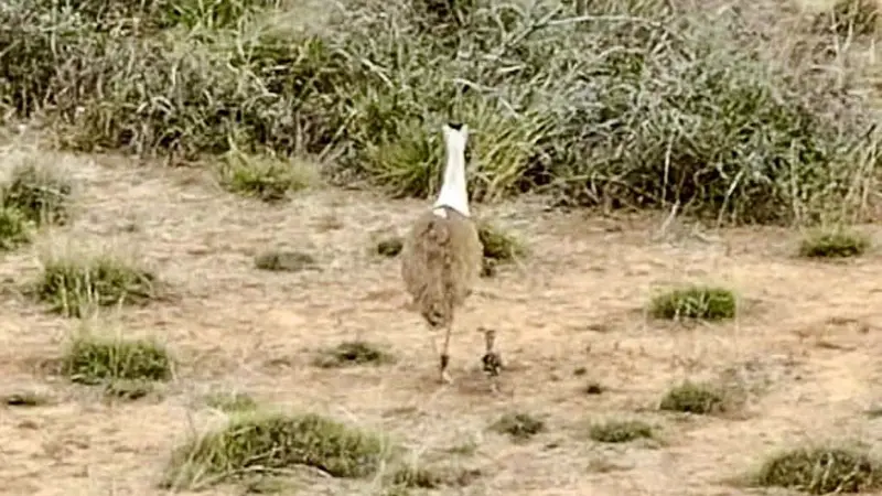 After 10 years, Great Indian Bustard chick hatches in Gujarat
