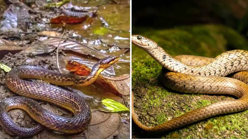 இயற்கையின் 'உயிரியல் புதையல்'! வடகிழக்கு இந்தியக் காடுகளில் ஒளிந்திருந்த ரகசியம்!