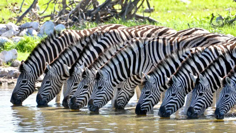 வரிக்குதிரையின் கோடுகளால் ஏற்படும் குழப்பங்கள்... சுவாரசியமான தகவல்கள்!