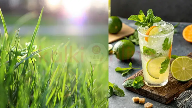 உங்கள் வீட்டில் எலுமிச்சை புல் வளர்ப்பது எப்படி?