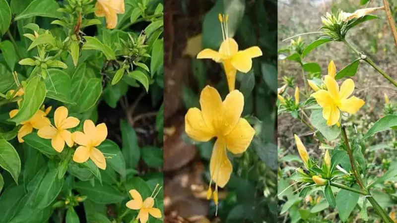 Vajradanti Plant Benefits : ఇది పిచ్చి మొక్క అనుకుంటే పొరపాటే..దీని ప్రయోజనాలు తెలిస్తే ఆశ్చర్యపోవాల్సిందే ..!
