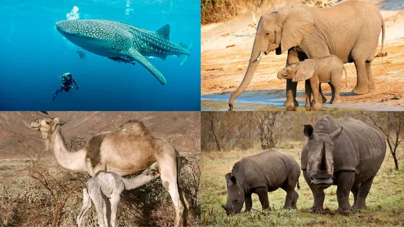 மனிதர்களை விட அதிக காலம் கர்ப்பத்தை சுமக்கும் சில உயிரினங்கள்!