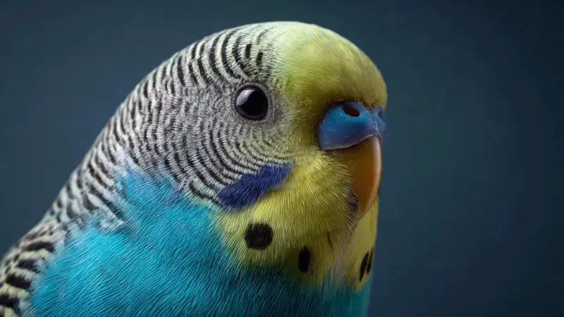 The Gentle Art of Trust A Comprehensive Guide on How to Tame a Shy or Scared Bird