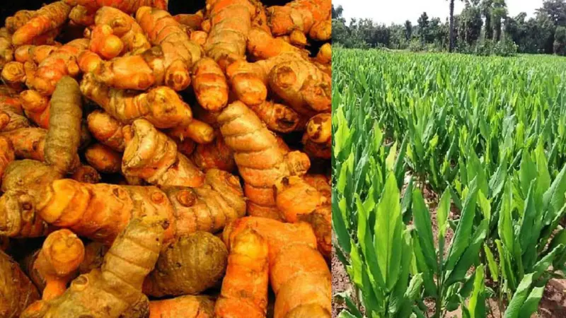 மஞ்சளின் மகத்துவம்: நிறம், சுவை, மருத்துவம் என பல மடங்கு பலன்கள்!