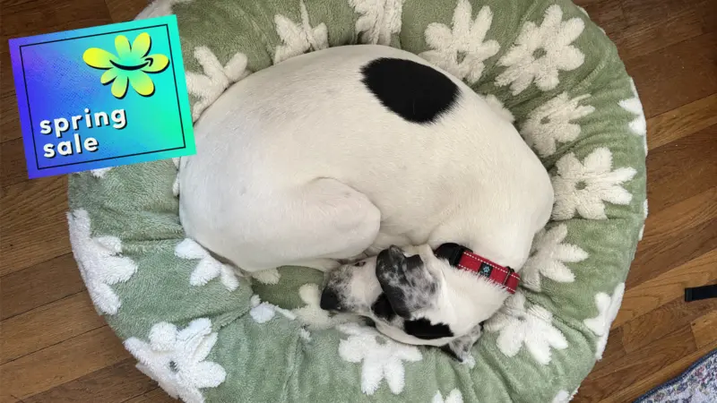 Amazon Big Spring Sale 2026: Shop the best pet deals on Le Sure dog beds, Petlibro water fountains, and Earth Rated poop bags