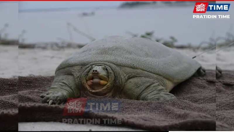 India's First Satellite-Tagged Ganges Softshell Turtle Released in Kaziranga