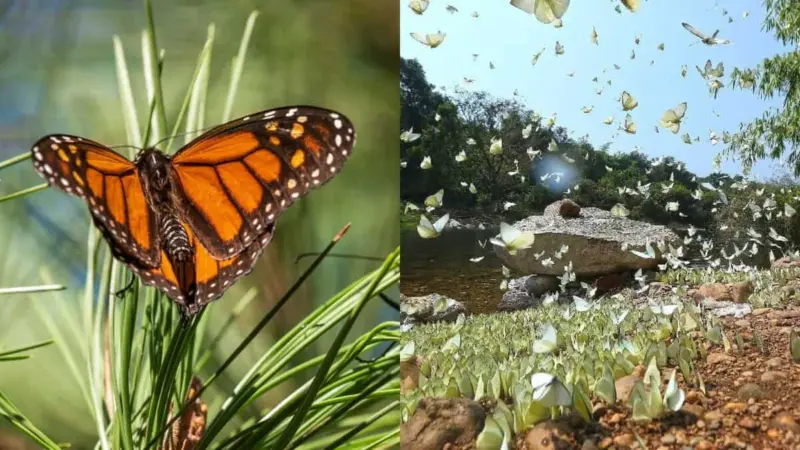 India's first butterfly sanctuary and how to reach there from Hyderabad