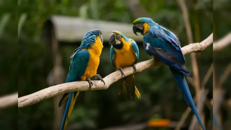 Parrots Can Talk to Each Other, Not Just Copy Humans, Says Research