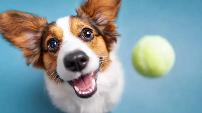 Exciting Indoor Games That Keep Your Pets Active And Happy
