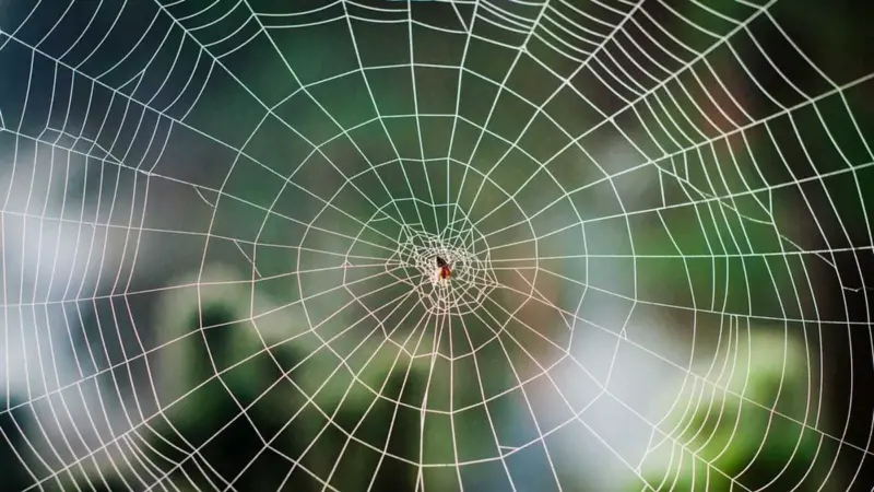 வலைகளை மறுசுழற்சி செய்யும் சுற்றுச்சூழல் ஹீரோ: சிலந்திகள் பற்றி அறியாத உண்மைகள்!