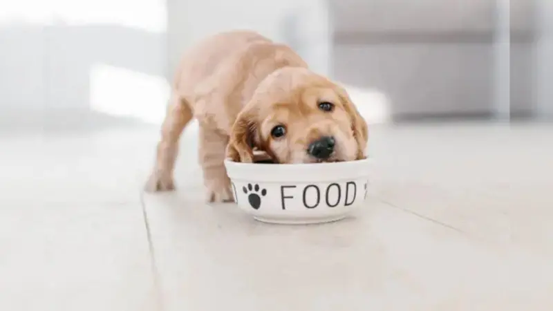 Can Dogs Eat Dried Fruits? Here's What Every Pet Owner Should Know