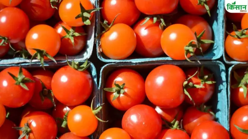 Mandi Bhav: अचानक टमाटर हुआ महंगा, 80 रुपये किलो हुई कीमत.. बिगड़ा किचन का बजट