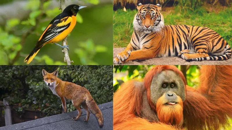 இந்த உயிரினங்கள் ஆரஞ்சு நிறத்தில் இருப்பதன் ரகசியம் தெரியுமா?