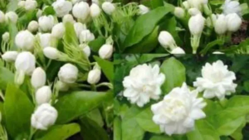 மல்லிகைத் தோட்டத்தில் பூக்கள் கொத்து கொத்தாகப் பூப்பதற்கான சத்தான சீக்ரெட்!