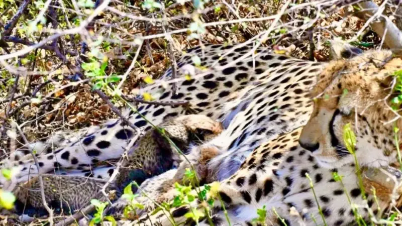 Kuno National Park: प्रोजेक्ट चीता की बड़ी उपलब्धि, 'गामिनी' ने 4 शावकों को दिया जन्म, जानिए भारत में कितने चीते