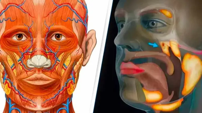 மனித தொண்டையில் மறைந்திருந்த புதிய உறுப்பு... மிரண்டு போன விஞ்ஞானிகள்!