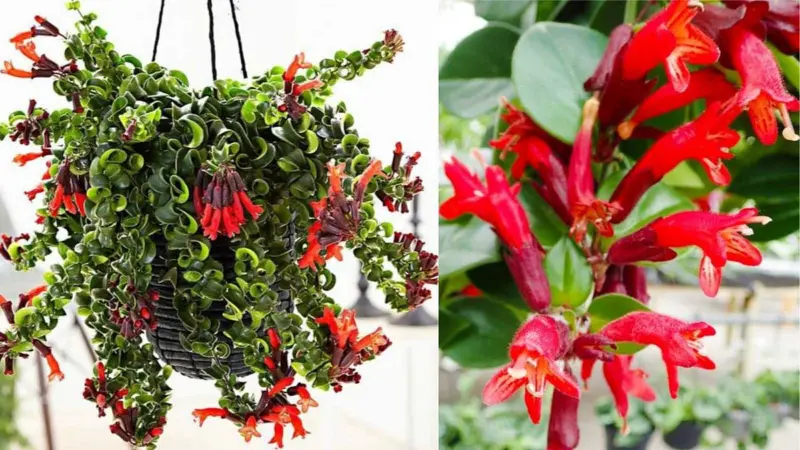 காற்றை சுத்திகரித்து சுற்றுச்சூழலை சுகமாக்கும் லிப்ஸ்டிக் செடிகள்!