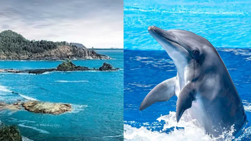 இந்தியாவில் மிக அருகில் டால்பின்களைக் கண்டு ரசிக்க டாப் 7 இடங்கள்!