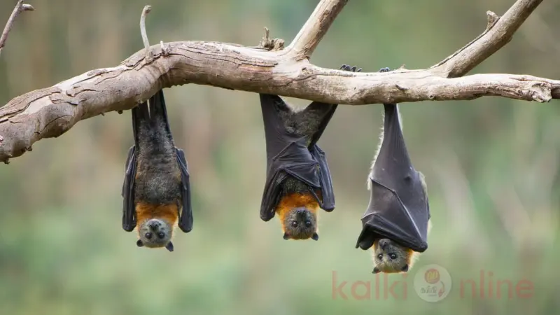 வௌவால்கள் நோய்களைப் பரப்புவதன் பின்னணி என்ன?