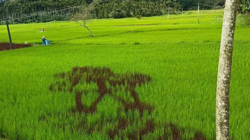 Paddy legacy in a coffee landscape