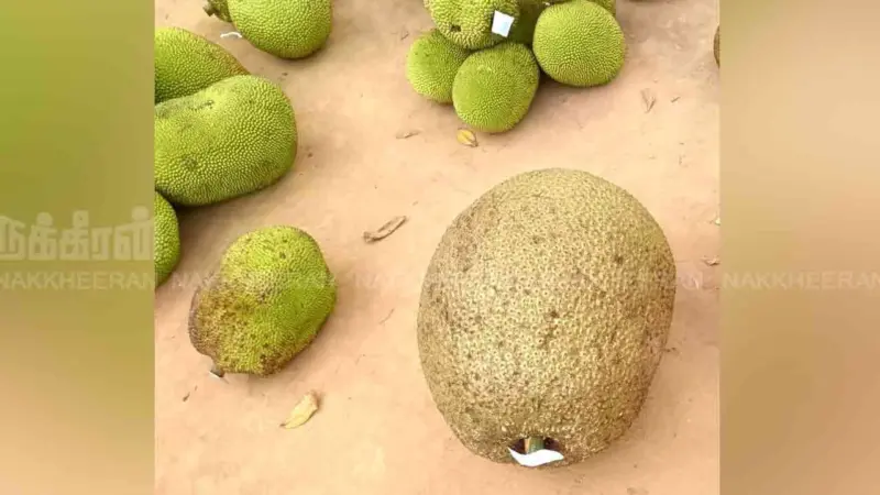 இந்த ஒற்றைப் பலாப்பழம் 2500 ரூபாயா?...; ஏலத்தில் போட்டா போட்டி!