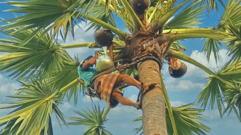 వేసవిలో తాటి, ఈత కల్లుతో కలిగే 5 అద్భుత ప్రయోజనాలు.