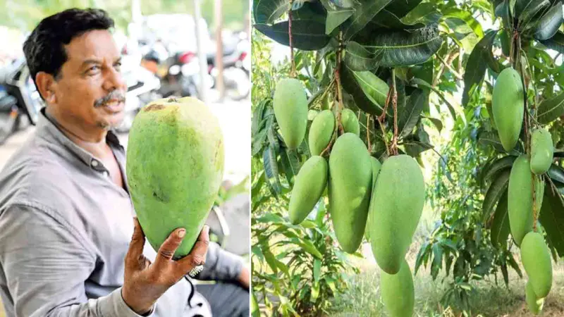 Noorjahan Mango | 3 కిలోల మామిడి.. ఒక్కోటి రూ.వెయ్యి.. నూర్జహాన్‌కు పెరుగుతున్న డిమాండ్