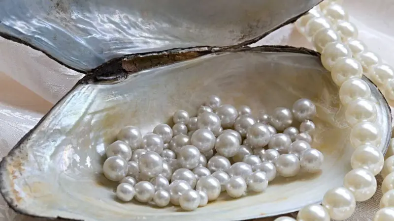 முத்துக்கள் உருவாகும் மாயாஜாலம்: சிப்பிக்குள் ஒளிந்திருக்கும் ரகசியம்!