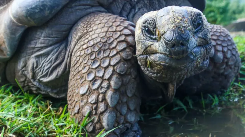Has the world's oldest tortoise, Jonathan, died? 193-year-old's vet calls out 'hoax', claims hoaxer is asking for crypto