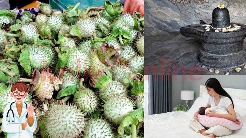 ஊமத்தை: விஞ்ஞானம் அறியாத மருத்துவ ரகசியங்கள்!
