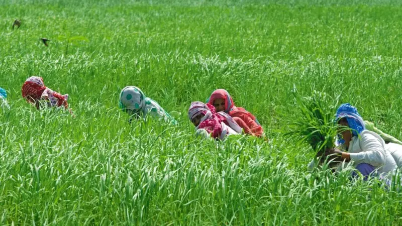 India in talks on testing, quality systems with US, EU, UK, others to boost agri-exports