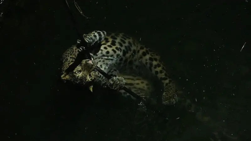 Female leopard rescued from 35-feet well in Maharashtra