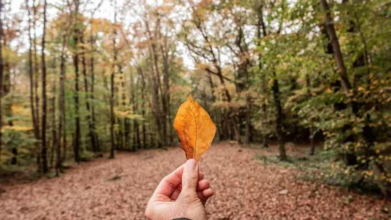குப்பை என கூட்டித் தள்ளும் இலைச் சருகின் மகத்துவம் அறிவோம்!
