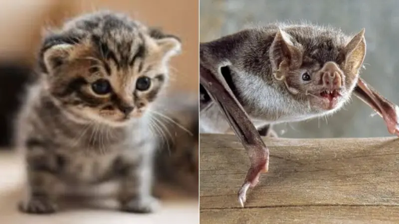 World Rabies Day: Know the animals that can transmit the virus