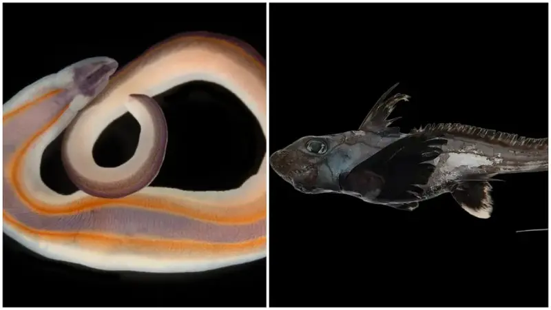 Ocean census reveals more than 1,100 new species