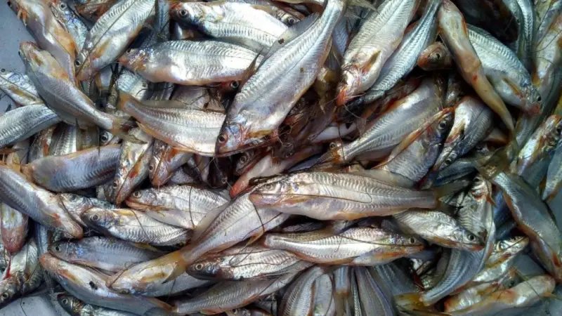 भारत में मछली पालन के लिए बेस्ट प्रजातियां, जो दिलाएंगी ज्यादा मुनाफा