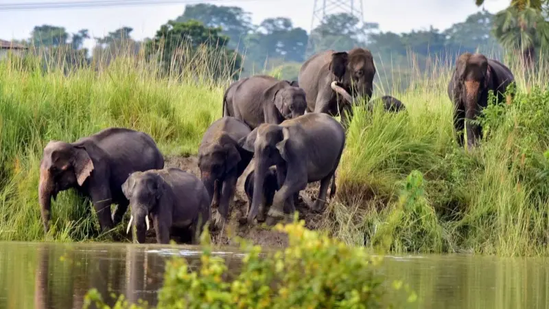 Odisha forests overcrowded with elephants: Official