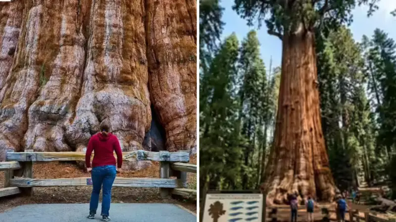 General Sherman Tree: World's Largest Living Tree Over 2,200 Years Old ...