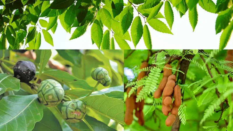 மூலிகை இலைகளும் அதன் மருத்துவ குணங்களும்!