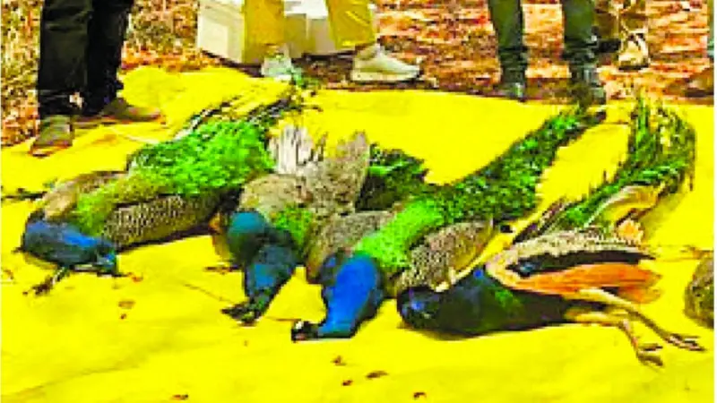 ತುಮಕೂರಿನಲ್ಲಿ ಹಕ್ಕಿಜ್ವರ ಅಟ್ಟಹಾಸ! ಒಂದೇ ದಿನ ರಾಷ್ಟ್ರಪಕ್ಷಿ 8 ನವಿಲುಗಳ ದಾರುಣ ಸಾವು