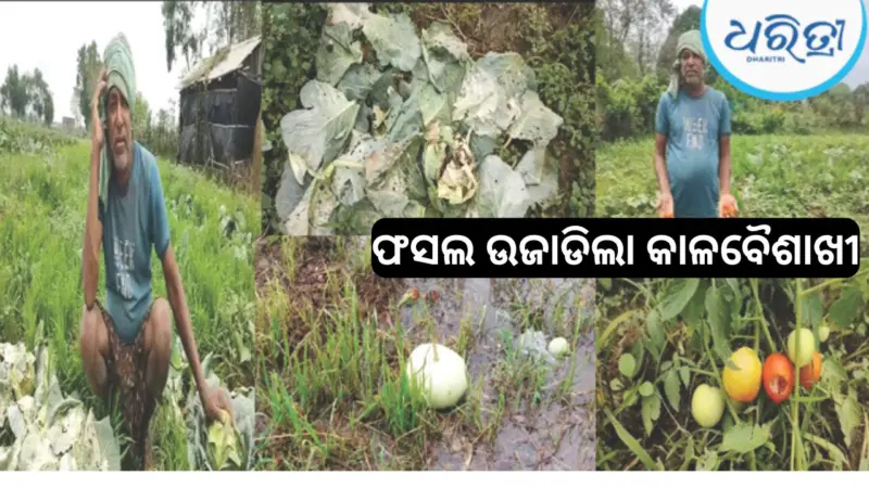 ବନ୍ତରେ କାଳବୈଶାଖୀର ତାଣ୍ଡବ; ଉଜୁଡ଼ିଲା ଫସଲ, ମୁଣ୍ଡରେ ହାତଦେଲେ ଚାଷୀ