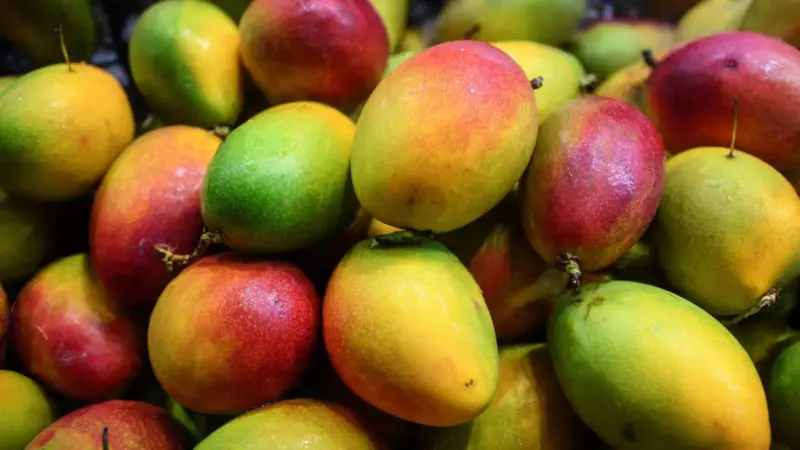 Buying Mangoes This Season? Easy Ways to Spot Artificially Ripened Fruit