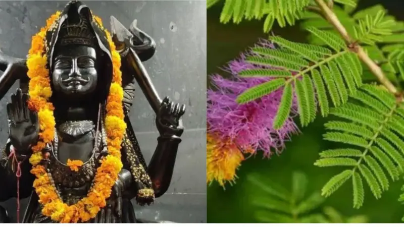 शनिदोष से छुटकारा चाहिए या धन लाभ की हो मनोकामना, शमी के पत्ते से जुड़े ये उपाय बना देंगे शुभ योग