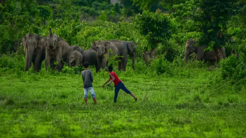 Wild elephant herd damages two houses, food grains in Rani's Tangonpara village